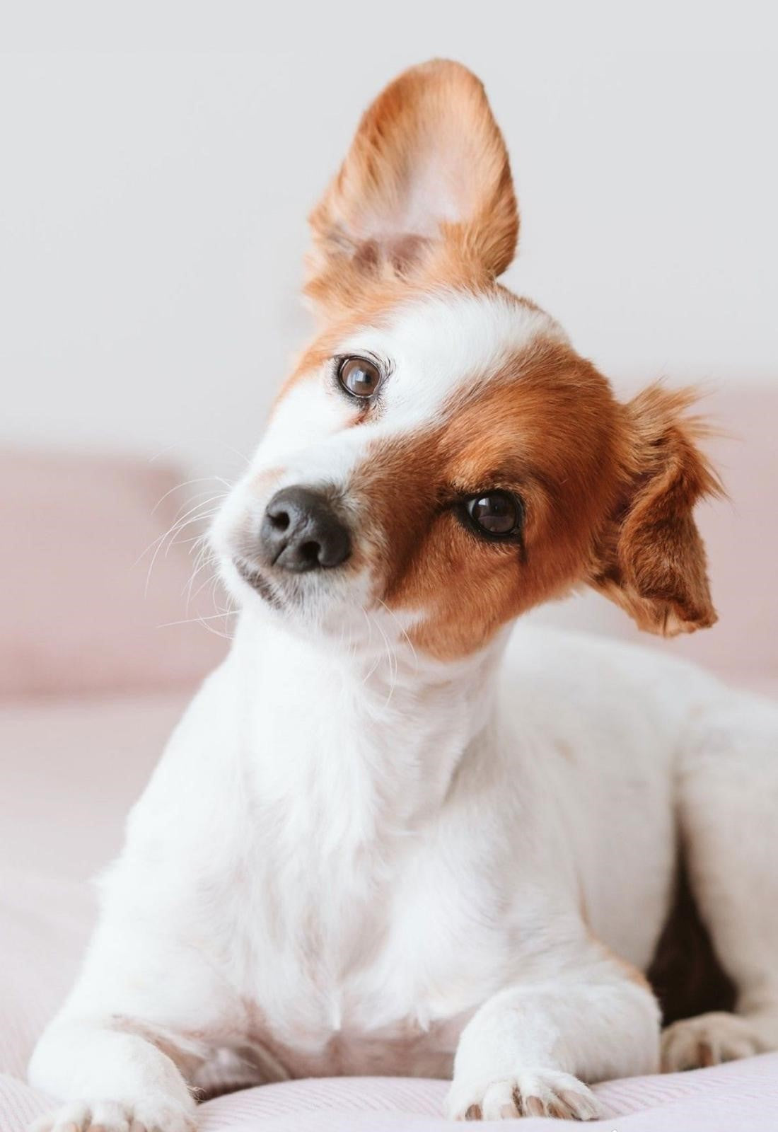 Calm Dog, Quiet Home – A Practical Guide to Building Calm and Balance